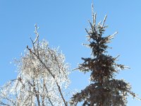 32 Frozen trees - December 24, 2013